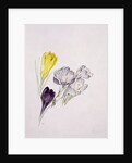Crocus by Sarah Creswell