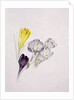 Crocus by Sarah Creswell
