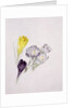 Crocus by Sarah Creswell