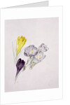 Crocus by Sarah Creswell