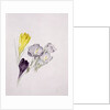 Crocus by Sarah Creswell