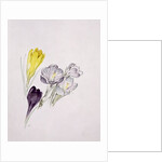 Crocus by Sarah Creswell