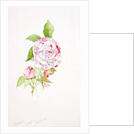 Rosa Ferdinand Pichard by Sarah Creswell