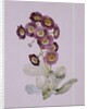 Primula Auricula by Sarah Creswell