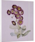 Primula Auricula by Sarah Creswell