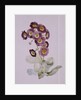 Primula Auricula by Sarah Creswell