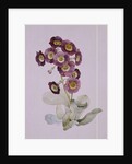 Primula Auricula by Sarah Creswell