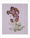Primula Auricula by Sarah Creswell
