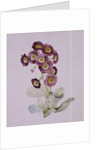 Primula Auricula by Sarah Creswell