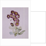 Primula Auricula by Sarah Creswell