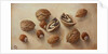 Walnuts and Hazelnuts, 2014 by Cristiana Angelini