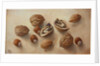 Walnuts and Hazelnuts, 2014 by Cristiana Angelini
