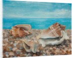 Three Shells by Cristiana Angelini