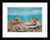 Three Shells by Cristiana Angelini