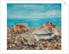 Three Shells by Cristiana Angelini