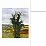 Winter Sky by Cristiana Angelini