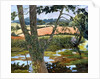 Summer amongst the reeds by Cristiana Angelini