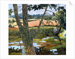 Summer amongst the reeds by Cristiana Angelini