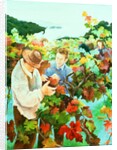 Grape Pickers, 1996 by Cristiana Angelini