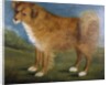 Brown Dog in a Landscape, c.1850 by Unknown Artist