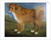 Brown Dog in a Landscape, c.1850 by Unknown Artist