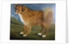 Brown Dog in a Landscape, c.1850 by Unknown Artist