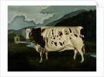The Famous Craven Heifer by W. D. Fryer