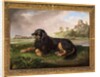Portrait of 'Tawney', the 6th Duke's spaniel, with the Palatine beyond, 1819 by Johan Wenzel Peter
