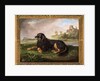Portrait of 'Tawney', the 6th Duke's spaniel, with the Palatine beyond, 1819 by Johan Wenzel Peter