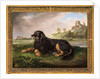 Portrait of 'Tawney', the 6th Duke's spaniel, with the Palatine beyond, 1819 by Johan Wenzel Peter