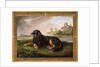 Portrait of 'Tawney', the 6th Duke's spaniel, with the Palatine beyond, 1819 by Johan Wenzel Peter