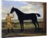 The Duke of Devonshire's racehorse 'Basto', c.1708-25 by John Wootton