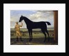 The Duke of Devonshire's racehorse 'Basto', c.1708-25 by John Wootton