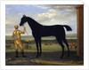 The Duke of Devonshire's racehorse 'Basto', c.1708-25 by John Wootton