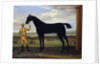 The Duke of Devonshire's racehorse 'Basto', c.1708-25 by John Wootton