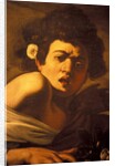 Boy bitten by a lizard, Caravaggio work of art, Palazzo Ducale, Genoa, Ligury, Italy by Anonymous