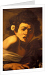 Boy bitten by a lizard, Caravaggio work of art, Palazzo Ducale, Genoa, Ligury, Italy by Anonymous