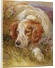 A Spaniel by James Jnr Hardy