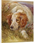 A Spaniel by James Jnr Hardy