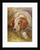 A Spaniel by James Jnr Hardy