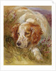 A Spaniel by James Jnr Hardy