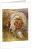 A Spaniel by James Jnr Hardy