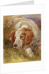 A Spaniel by James Jnr Hardy