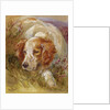 A Spaniel by James Jnr Hardy