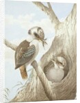 Kookaburras Feeding at a Nest in a Tree, 1892 by Neville Henry Peniston Cayley