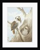Kookaburras Feeding at a Nest in a Tree, 1892 by Neville Henry Peniston Cayley