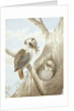 Kookaburras Feeding at a Nest in a Tree, 1892 by Neville Henry Peniston Cayley
