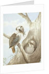 Kookaburras Feeding at a Nest in a Tree, 1892 by Neville Henry Peniston Cayley
