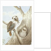 Kookaburras Feeding at a Nest in a Tree, 1892 by Neville Henry Peniston Cayley
