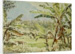 740 Banana trees, Ramboda by Clive Wilson